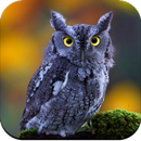 APK Owl Wallpaper HD