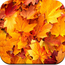 Autumn Wallpaper 4K aplikacja