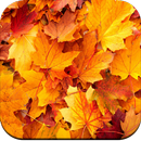 Autumn Wallpaper 4K-APK
