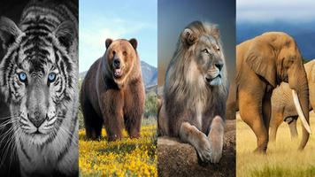 Wild Animal Wallpaper الملصق