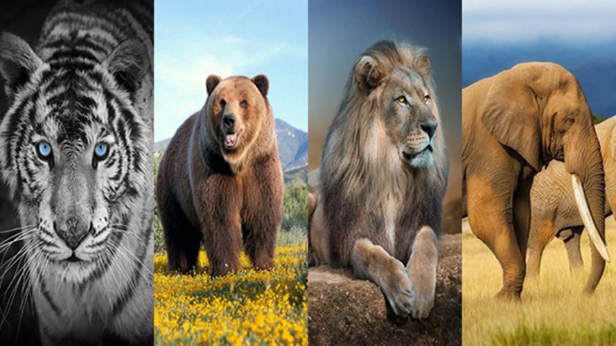 Wild Animal Wallpaper APK for Android Download
