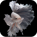 APK Betta Fish Wallpaper HD