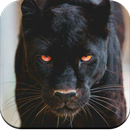 Black Panther HD Wallpaper APK