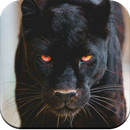 Black Panther HD Wallpaper aplikacja