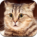 HD Cute Cat wallpapers APK