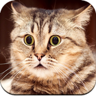 HD Cute Cat wallpapers icono