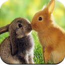 Cute Animal Wallpaper APK