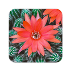 Cactus Flowers Wallpaper アイコン