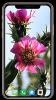 Cactus Flowers Wallpaper ポスター