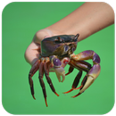 Crab Wallpaper APK