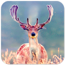 Deer Wallpaper HD APK