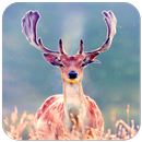 Deer Wallpaper APK