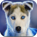 Dog Wallpaper 4K aplikacja