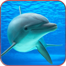 Dolphin Wallpaper HD APK