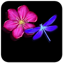 Dragonfly Wallpaper APK