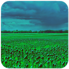 Field Wallpaper آئیکن