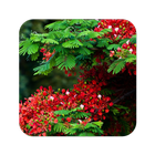 Flower Tree Wallpaper-icoon