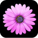 APK Beautiful Flower Wallpaper HD