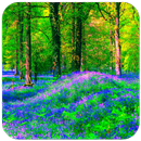 Forest  Wallpaper APK