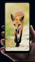 Fox Wallpaper captura de pantalla 1