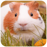 Guinea pig Wallpaper HD иконка