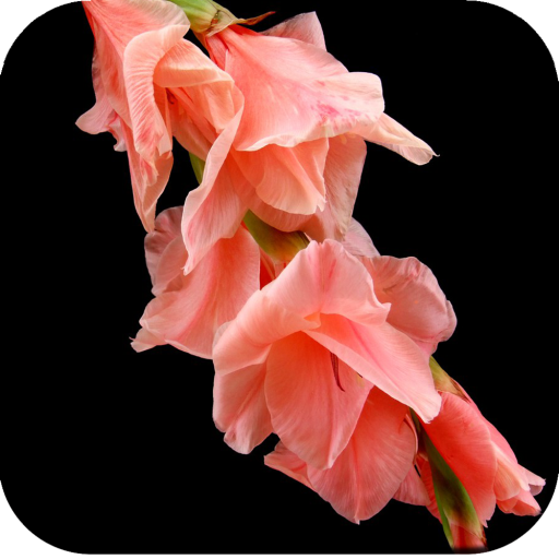 Gladiolus Flower Wallpaper 4K