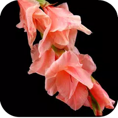 Gladiolus Flower Wallpaper 4K Icon