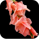 Gladiolus Flower Wallpaper 4K aplikacja