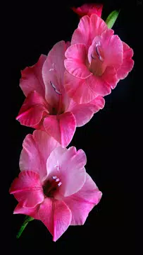 Screenshot 5 for Gladiolus Flower Wallpaper 4K