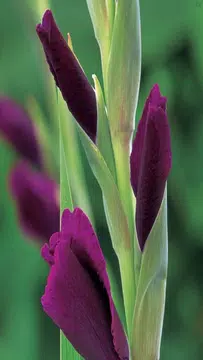 Screenshot 6 for Gladiolus Flower Wallpaper 4K