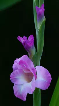 Screenshot 7 for Gladiolus Flower Wallpaper 4K