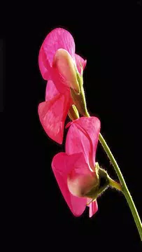 Screenshot 8 for Gladiolus Flower Wallpaper 4K