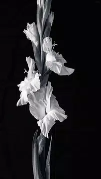 Screenshot 1 for Gladiolus Flower Wallpaper 4K