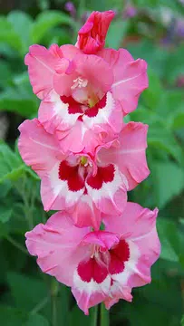 Screenshot 2 for Gladiolus Flower Wallpaper 4K