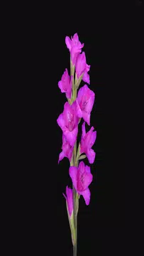 Screenshot 3 for Gladiolus Flower Wallpaper 4K