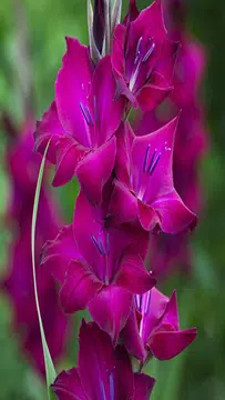 Screenshot 4 for Gladiolus Flower Wallpaper 4K