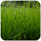 آیکون‌ Grass Wallpaper
