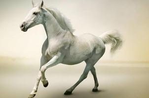 Horse Wallpapers Cartaz