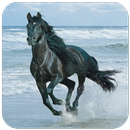 Horse Wallpaper APK