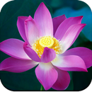 Lotus Wallpaper HD APK