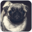 Puppy Wallpaper