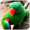 Parrot Wallpaper