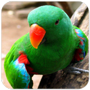 Parrot Wallpaper APK