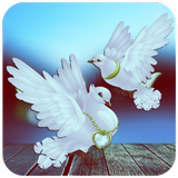 Pigeon Wallpaper আইকন