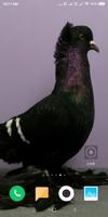 Pigeon Wallpaper Plakat