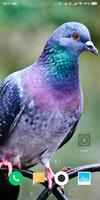 Pigeon Wallpaper captura de pantalla 1