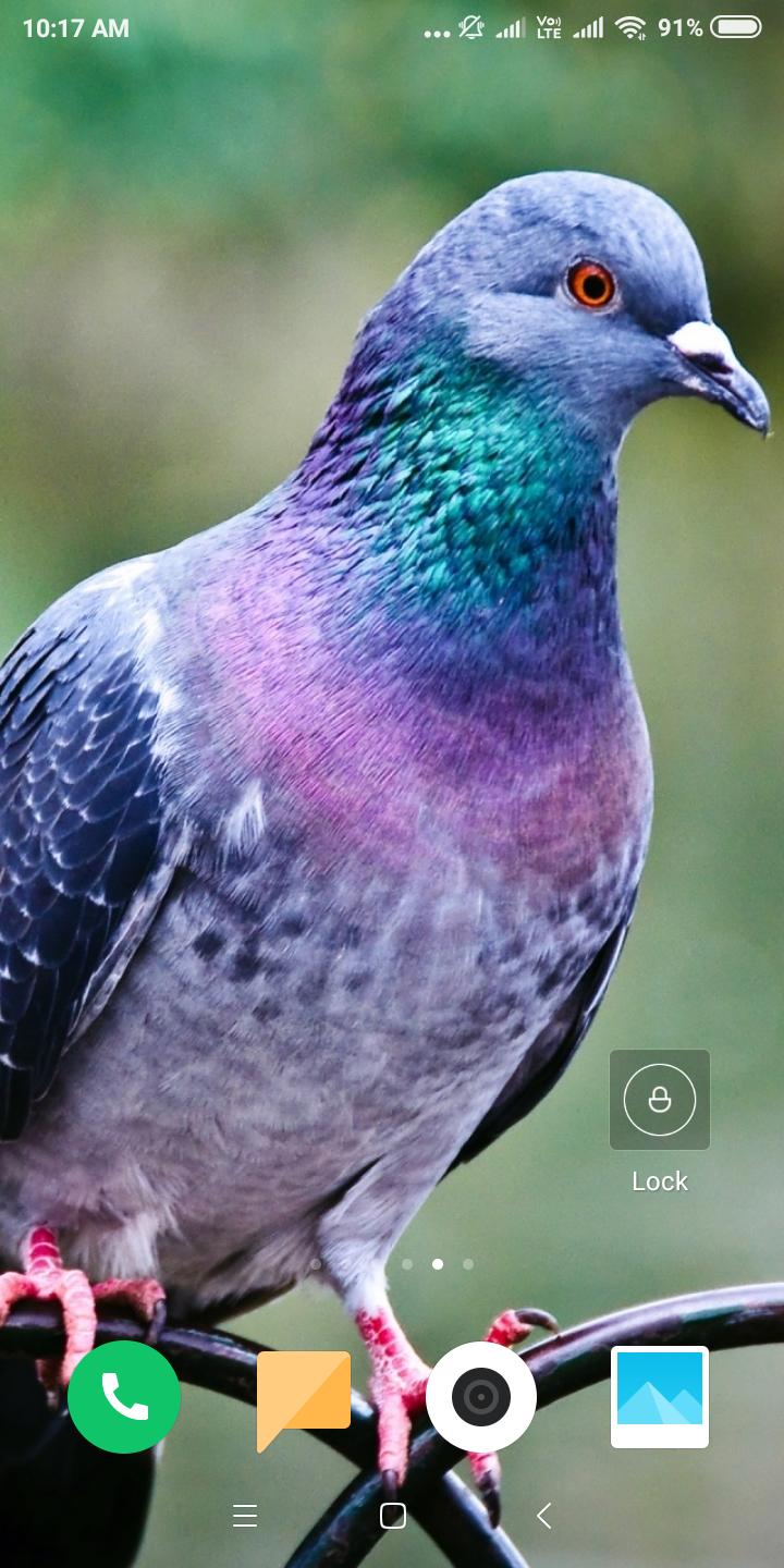 Pigeon images hd download hd Pigeon images hd download hd