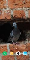 Pigeon Wallpaper اسکرین شاٹ 2