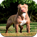 Pitbull Dog Wallpaper HD APK