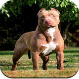 Pitbull Dog Wallpaper HD-icoon